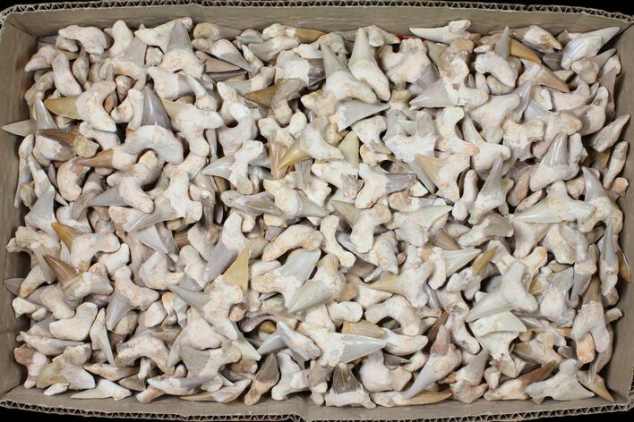 Lot - to Otodus Shark Teeth (Restored) - ~ Teeth #133639